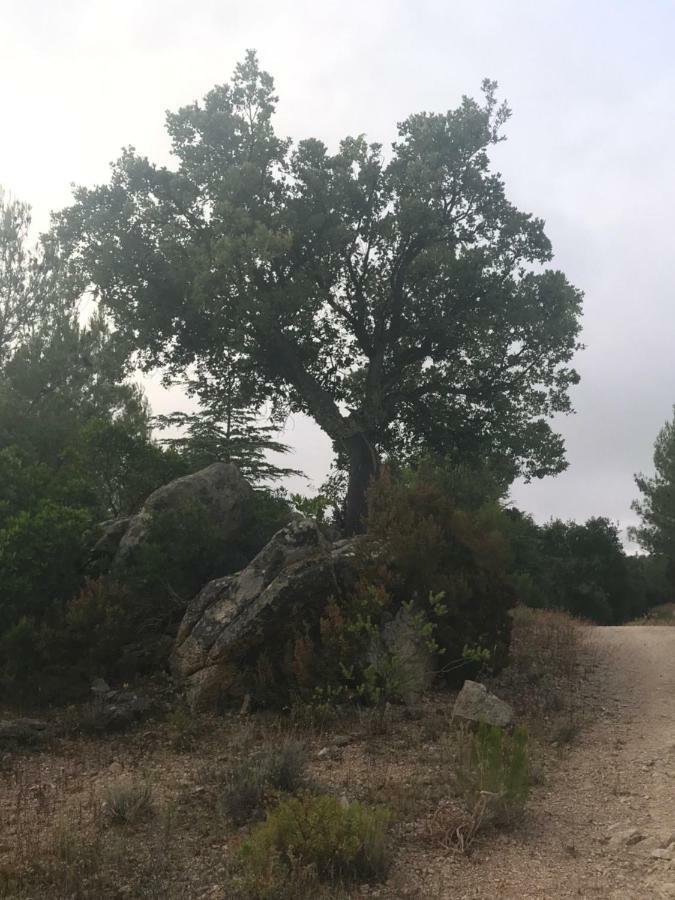 Willa Sardegna Vicino Ad Olbia "La Casa Nel Vicolo" Berchidda Zewnętrze zdjęcie